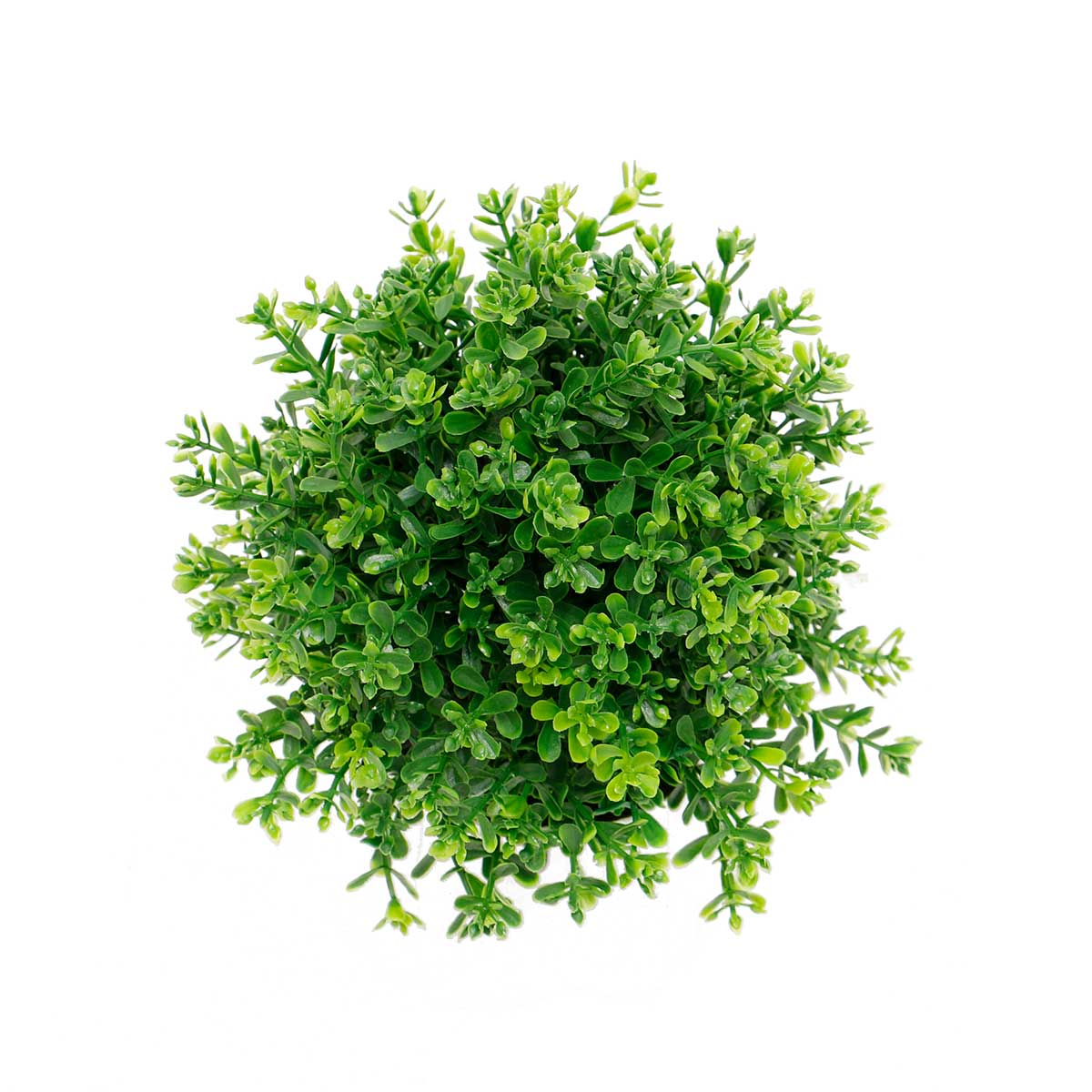BALL DOME BOXWOOD DARK GREEN 6IN X 8IN - Click Image to Close